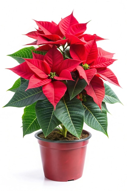 Poinsettia Isolated on Transparent Background