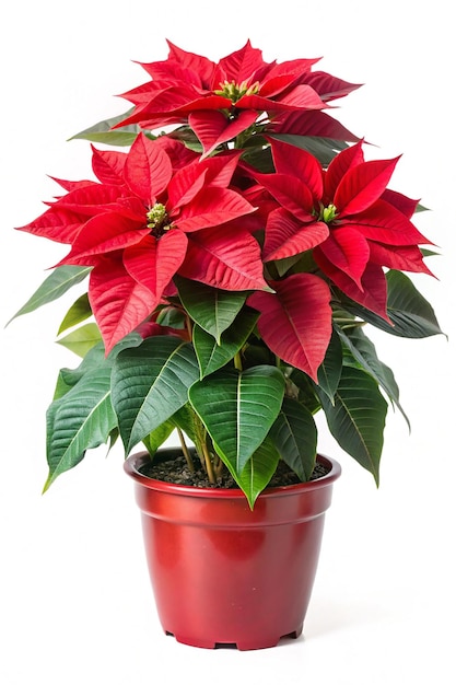 Poinsettia Isolated on Transparent Background