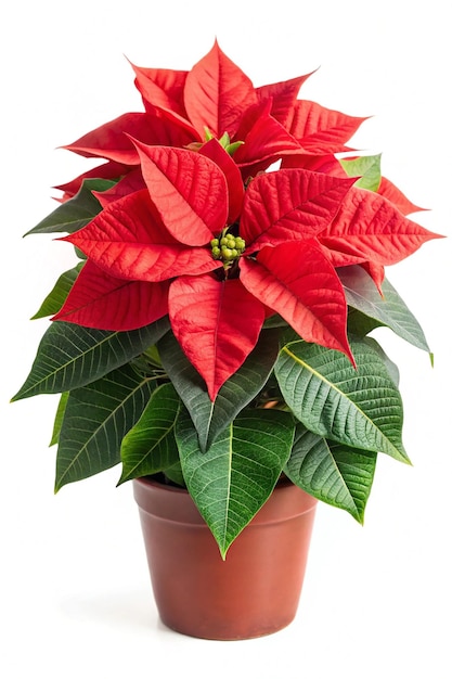 Poinsettia Isolated on Transparent Background