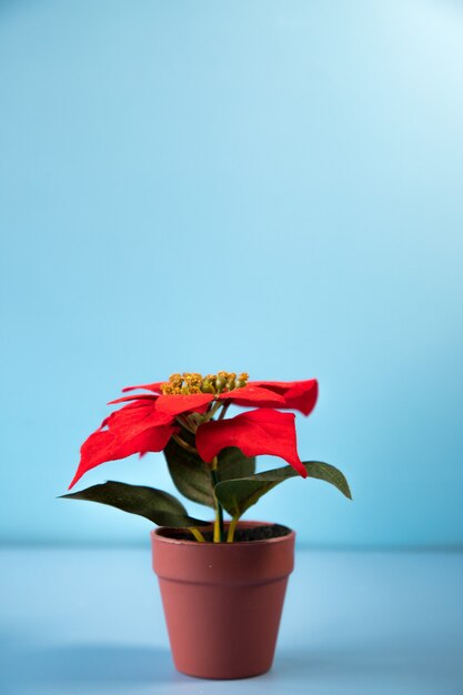 Poinsettia plant