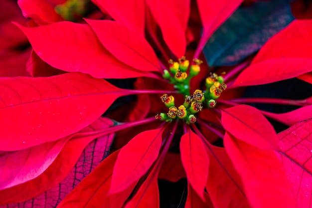 Poinsettia for sale at the local garden center.