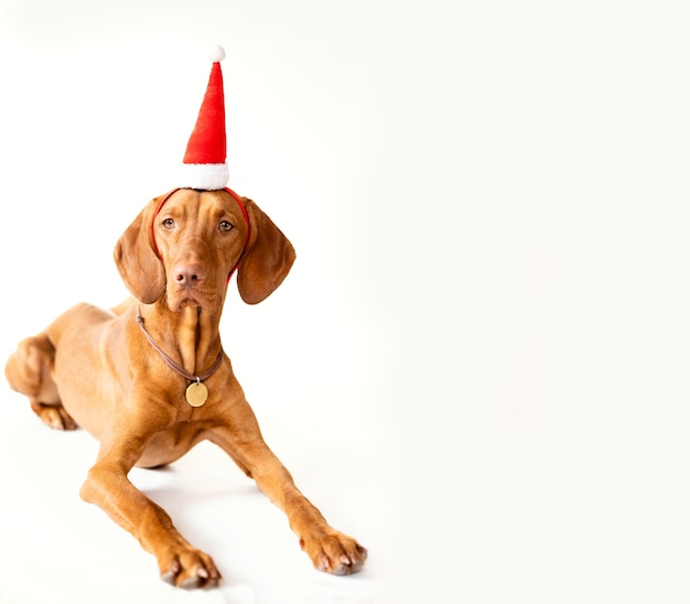 A pointer dog in a New Years hat Christmas card