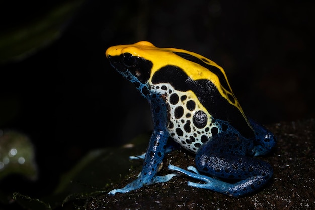 A poison dart frog sits on a rock.