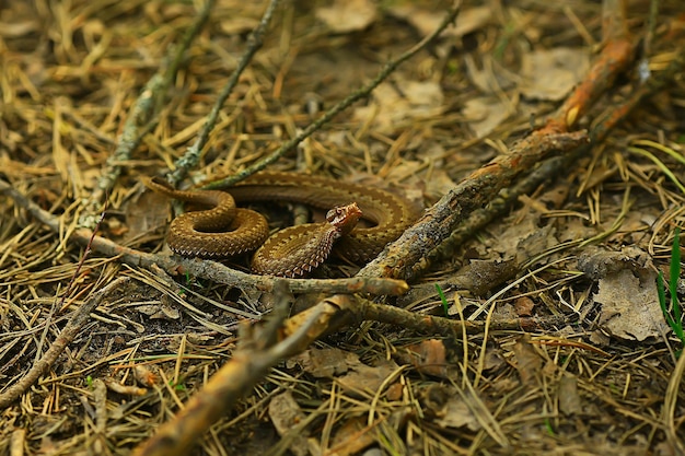 poisonous dangerous snake, viper in the wild, Russia swamp