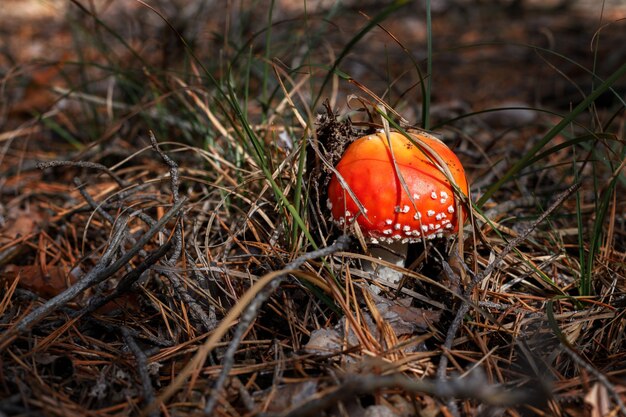 Poisonous fly agaric grows in the forest close-up