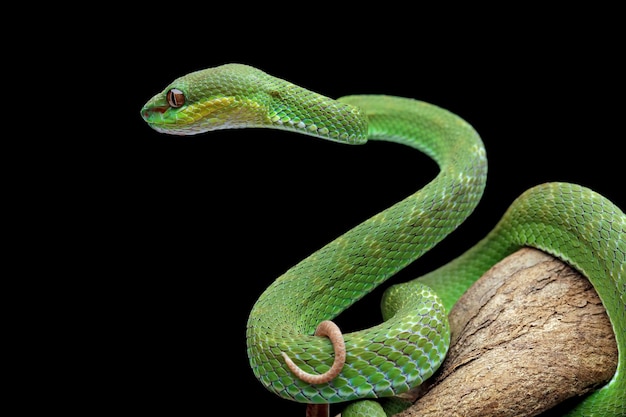 poisonous green snake above the branch, green viper snake on a black background