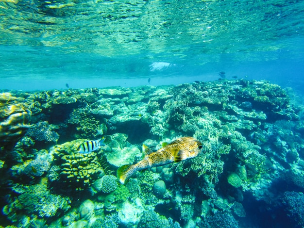 Poisonous hedgehog fish swims in the coral of the red sea.