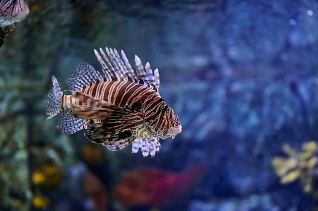 Poisonous marine fish Pterois, commonly known as lionfish, native to the Indo-Pacific Ocean. Also called zebrafish, firefish, turkeyfish, savory fish, or butterfly cod