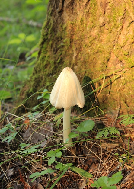 Poisonous mushroom is a toadstool growing next to a tree