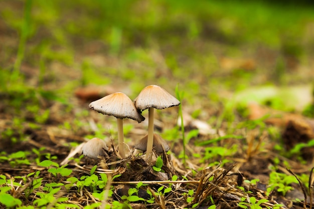 Photo poisonous mushrooms in a green meadow pale toadstool mushrooms