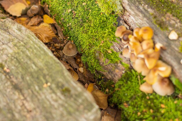 Poisonous mushrooms with moss grow on a mossy tree in autumn