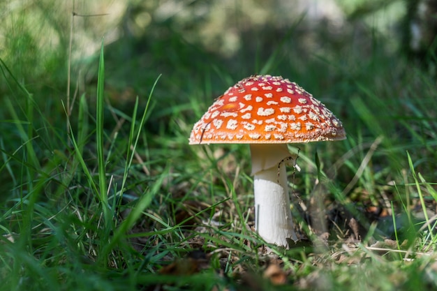 poisonous red mushroom in nature