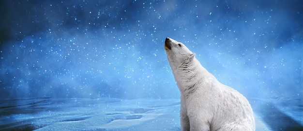 Polar bear on a cold winter night