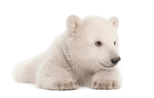 Polar bear cub Ursus maritimus 3 months old lying against white background