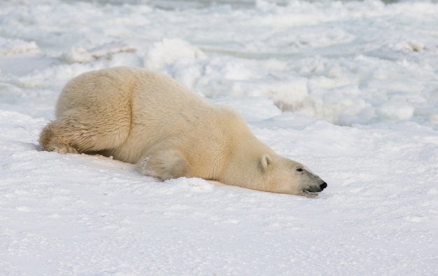 Polar bear is lying in snow in the tundra. Canada. Churchill National Park.