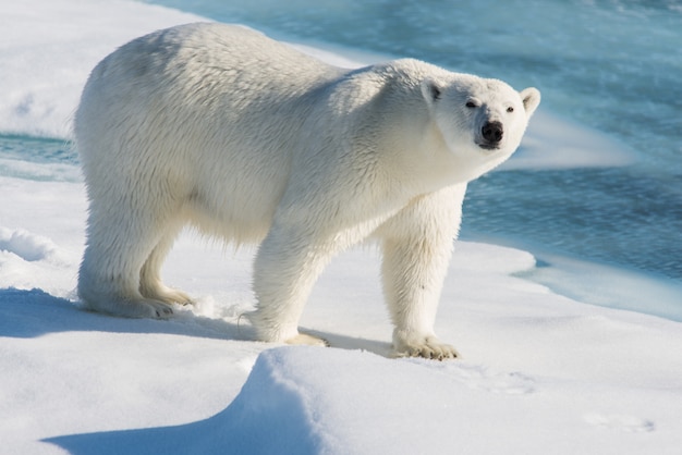 Polar bear on the pack ice