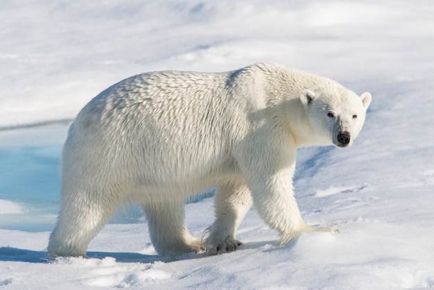 Polar bear on the pack ice