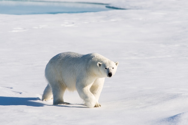 Polar bear on the pack ice