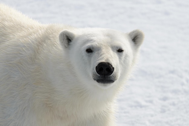 Polar bear's Ursus maritimus head close up