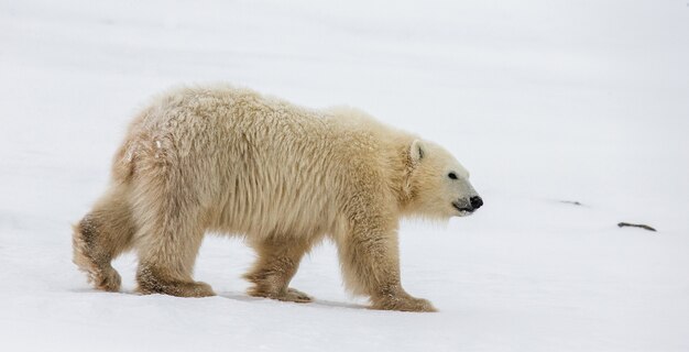 Polar bear on the tundra. Snow. Canada.