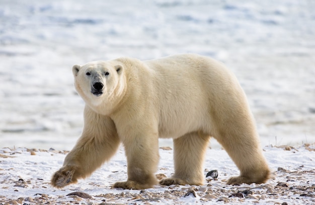 A polar bear on the tundra.