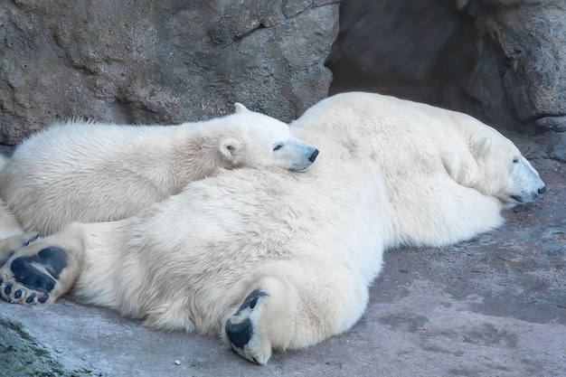 Polar Bear Ursus Maritimus and cub bear sleeping on a rock