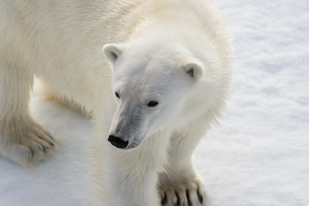 Polar bear (Ursus maritimus) on the pack  ice north of Spitsbergen Island, Svalbard, Norway, Scandinavia, Europe