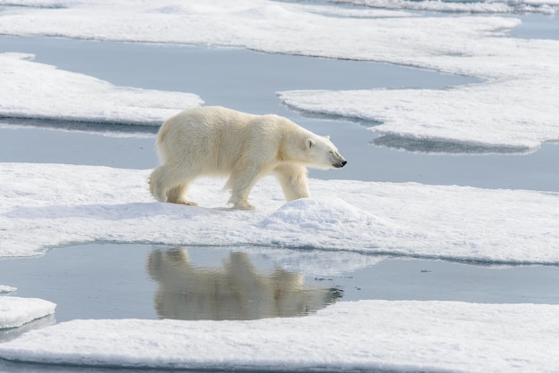 Polar bear Ursus maritimus on the pack ice north of Spitsbergen Island Svalbard Norway Scandinavia Europe