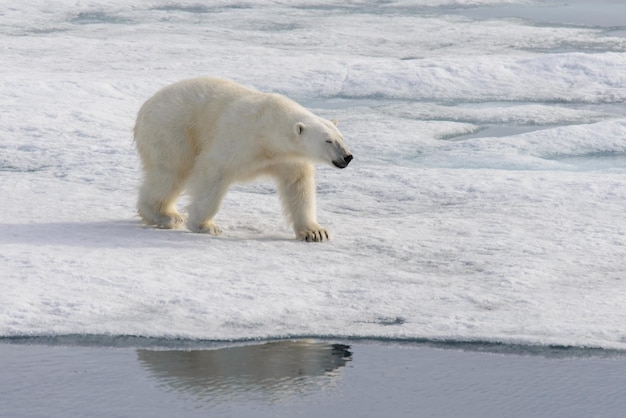 Polar bear Ursus maritimus on the pack ice north of Spitsbergen Island Svalbard Norway Scandinavia Europe