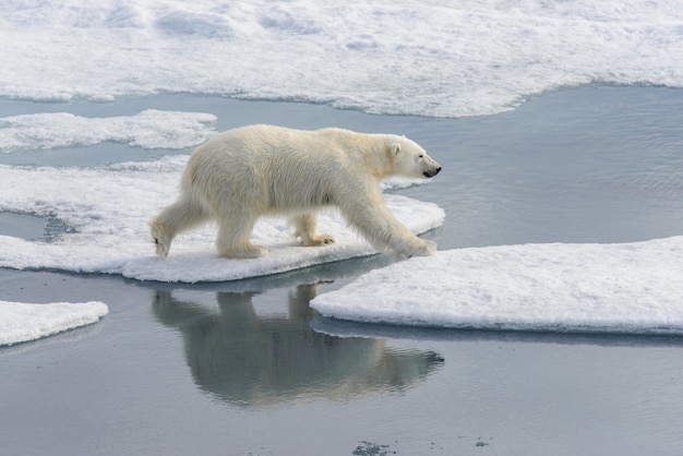 Polar bear Ursus maritimus on the pack  ice north of Spitsbergen Island Svalbard Norway