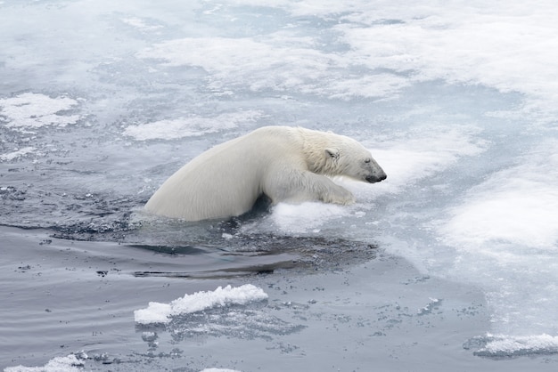 Polar bear (Ursus maritimus) swimming in Arctic sea close up