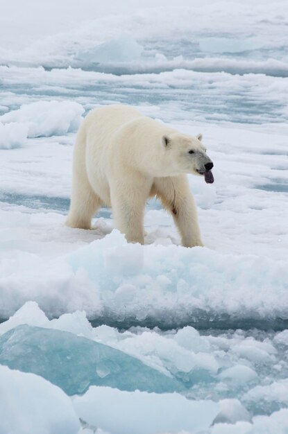 Polar bear walking on the ice in arctic