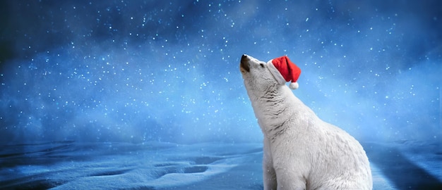 Polar bear wearing christmas hat