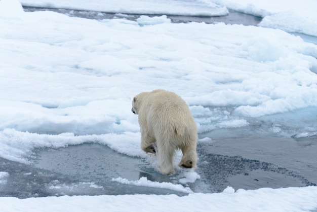 Polar bear