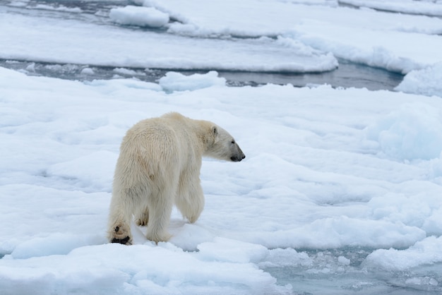 Polar bear