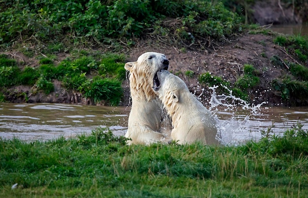 Polar bears fighting in a lake at a wildlife park