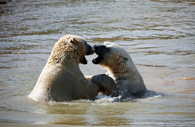 Polar bears fighting in a lake at a wildlife park