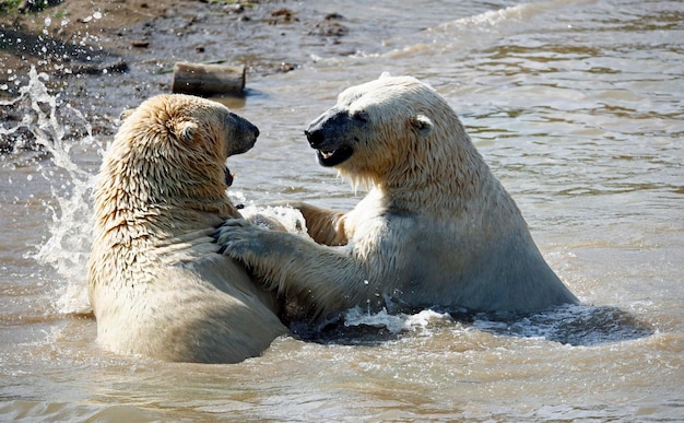 Polar bears fighting in a lake at a wildlife park