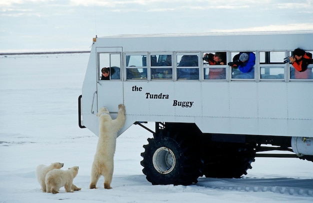 Polar bears Ursus maritimus mother tries to get on the Tundra Buggy Hudson Bay Canada