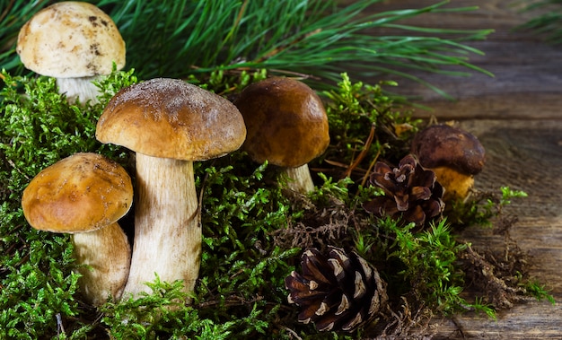 Polish and white mushrooms on a wooden background