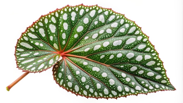 Photo polka dot begonia indoor white background tropical plant extreme close up of a polka dot begonia begonia maculata leaf isolated on white background with clipping path