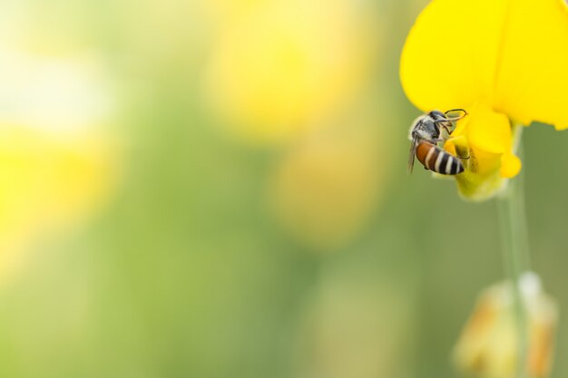 pollen busy beauty close eating insect