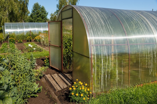 polycarbonate greenhouse in the garden. Greenhouse with an open door in the vegetable garden.