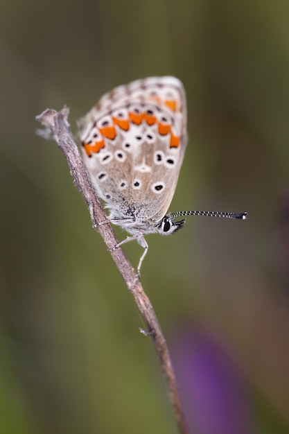 Polyommatus icarus. Butterfly photographed in their natural environment.