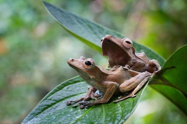 Polypedates otilophus sitting on green leaves