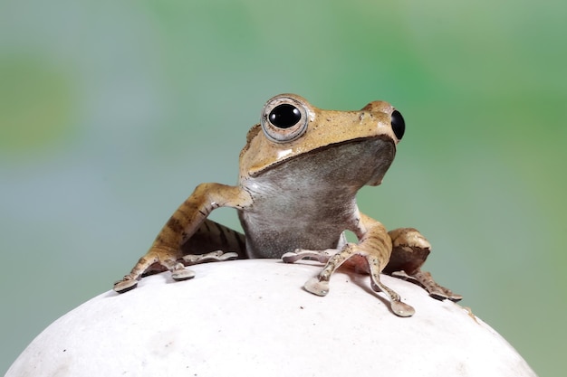 Polypedates otilophus sitting on white stone