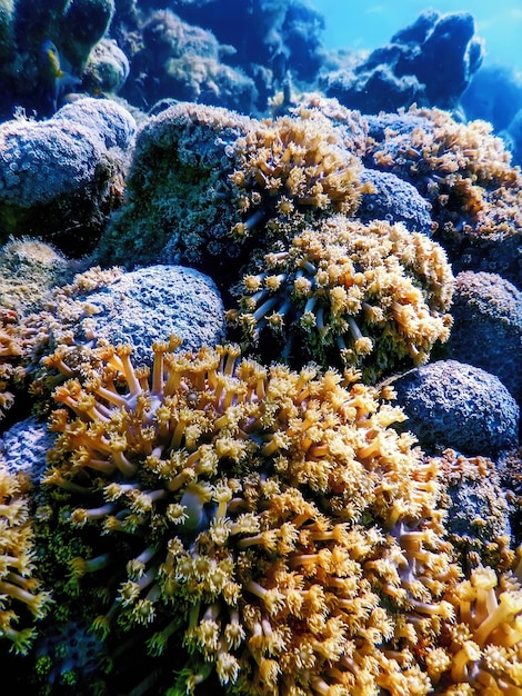 Polyps of the coral, Underwater landscape reef, Blue underwater background