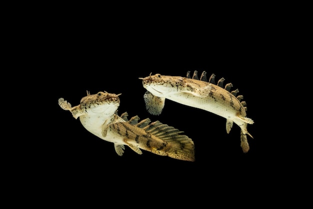 Polypterus endlicheri Bichir fish on black background