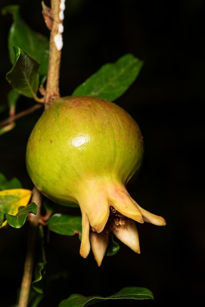 Pomegranate beautiful pomegranate still growing on the tree black background selective focus