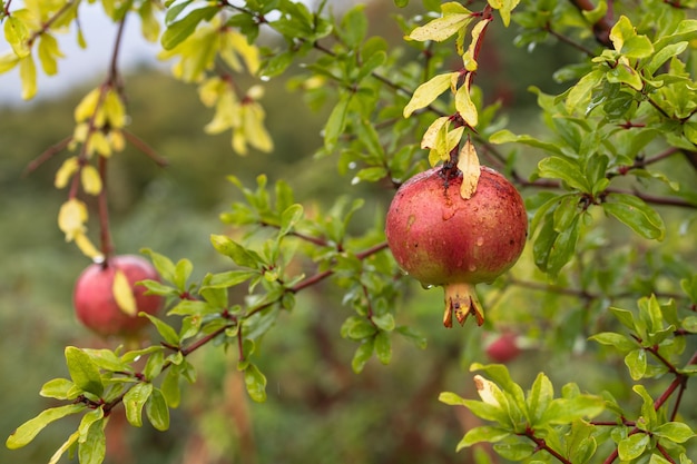 A pomegranate on a branch in the rain